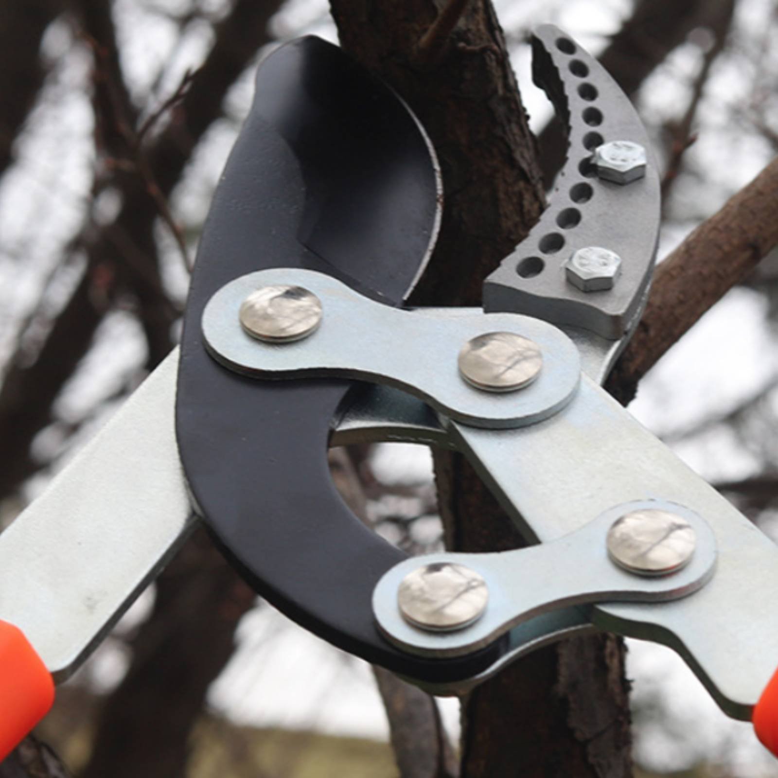 Forbici Telescopiche per Potat - Gardening Tools Of recensione e prezzo
