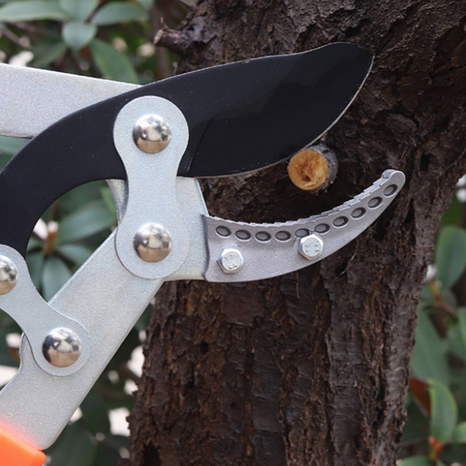 Forbici Telescopiche per Potat - Gardening Tools Of recensione e prezzo